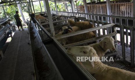 Pekerja merawat domba di peternakan Sinatria, Pakem, Sleman, DI Yogyakarta, Senin (27/7/2020). Peternakan domba modern dengan sistem kandang terkoleksi guna menjaga kebersihan kandang tersebut makin ramai didatangi pengunjung untuk membeli hewan kurban menjelang hari raya Idul Adha atau belajar tentang peternakan modern. 