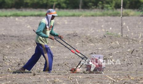 Petani menanam kedelai menggunakan alat tanam benih di area persawahan.