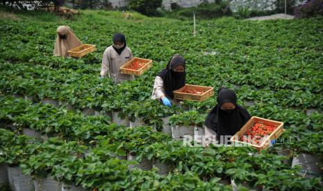 Panen buah stroberi di kebun (ilustrasi). Wisata petik buah stroberi menjadi salah satu kunjungan alternatif wisatawan dan pemudik dalam menghabiskan sisa libur Lebaran 2023 ini di Kabupaten Agam, Sumatra Barat (Sumbar).