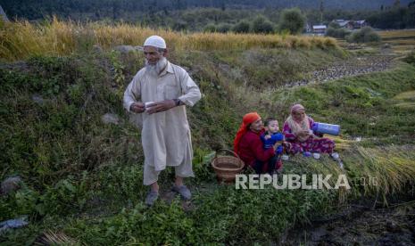 Pakistan: Sengketa Kashmi dan Palestina Wujud Kegagalan PBB. Foto: Sebuah keluarga petani Kashmir minum teh saat mereka memanen padi di pinggiran Srinagar, Kashmir yang dikuasai India, Minggu, 20 September 2020. Di tengah keributan di Parlemen, anggota parlemen India pada hari Minggu menyetujui sepasang undang-undang pertanian kontroversial yang menurut pemerintah akan berlaku. meningkatkan pertumbuhan di sektor pertanian melalui investasi swasta.