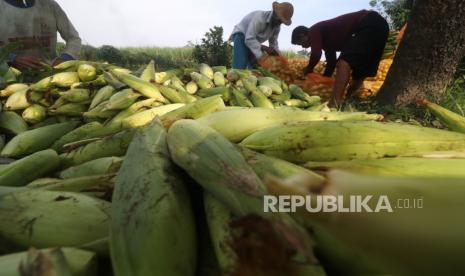 Buruh tani mengemas jagung manis ke dalam karung saat panen di area persawahan Desa Tugurejo, Kediri, Jawa Timur, Kamis (24/6/2021). Sepekan terakhir harga jagung manis di tingkat petani mengalami kenaikan, dari sebelumnya Rp1.400 menjadi Rp1.700 per kilogram akibat pasokan di pasaran berkurang karena tidak maksimalnya hasil panen saat musim pancaroba. 