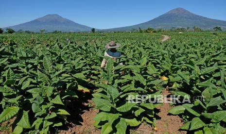 Petani merawat tanaman tembakau. Peneliti Muhammadiyah Tobacco Control Center (MTCC) Universitas Muhammadiyah Magelang (Unimma) Siti Noor Khikmah mengatakan petani tembakau membutuhkan perhatian pemerintah karena peningkatan kebutuhan tembakau untuk industri rokok selama ini belum menyejahterakan kehidupan mereka.