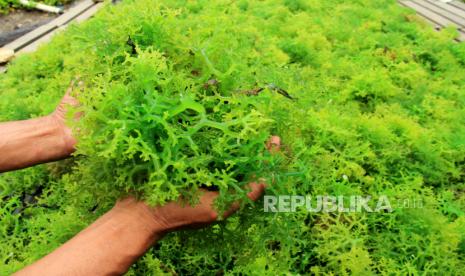 Seorang pekerja menjemur hasil panen rumput laut