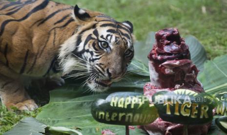 Harimau Sumatera (Panthera tigris sumatrae) menyantap daging yang dipersiapkan di halaman kandangnya (ilustrasi). Sepasang harimau sumatera atau Panthera tigris sumatrae yang diyakini saudara seinduk telahdilepasliarkan ke habitat alaminya oleh Balai Konservasi Sumber Daya Alam (BKSDA) Sumatera Barat dan tim dari Yayasan ARSARI Djojohadikusumo pada Kamis (26/11).