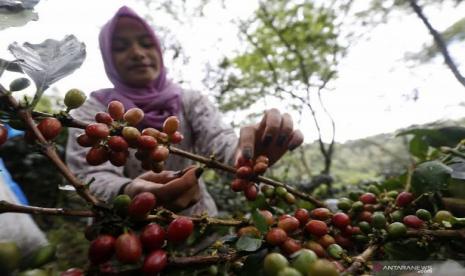 Kopi Gayo dari Aceh