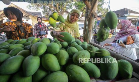 Calon Gubernur Jawa Timur Khofifah Indar Parawansa (tengah) membeli buah mangga alpukat di Desa Oro-Oro Ombo Kulon, Kecamatan Rembang, Kabupaten Pasuruan, Jawa Timur, Ahad (29/9/2024). Calon Gubernur Jawa Timur nomor urut dua tersebut kampanye dengan mangajak warga untuk mengembangkan produksi buah mangga dan meningkatkan daya tarik pengunjung ke kampung petik buah mangga. 