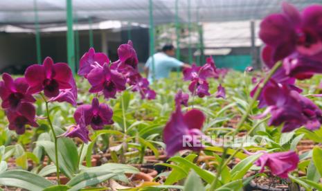 Pembudidaya melakukan perawatan tanaman anggrek. Wali Kota Bogor, Bima Arya Sugiarto berharap pengembangan konservasi Anggrek Kebun Raya Bogor yang baru diresmikan bisa membuka kerja sama untuk menggandeng kelompok-kelompok tani lokal di daerahnya.