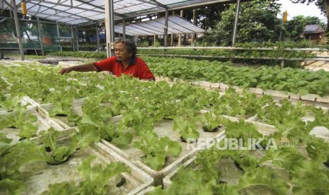 Petani merawat sayuran yang ditanam menggunakan metode Hidroponik di Taman Kaldera, Jatijajar, Depok, Jawa Barat, Ahad (7/6/2020). Pemerintah melalui Kementerian Pertanian (Kementan) menargetkan pembentukan 350 korporasi petani dalam hingga 2024