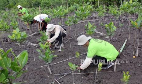 Sejumlah petani menanam mangrove di kawasan mangrove Desa Simandulang, Kecamatan Kualuh Leidong, Kabupaten Labuhanbatu Utara, Sumatera Utara, Kamis (14/12/2023).  Badan Restorasi Gambut dan Mangrove (BRGM) bersama Kelompok Tani Hutan (KTH) Bahagia Giat Bersama melakukan pelestarian mangrove seluas 25 hektare untuk mempertahankan fungsi ekosistem mangrove Indonesia diakui dunia sebagai upaya mitigasi perubahan iklim, perlindungan kawasan pesisir, pencegahan abrasi dan tempat hidup  biota laut serta untuk meningkatkan kesejahteraan masyarakat .