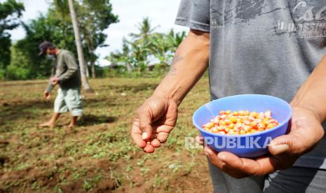 Dua petani menanam bibit jagung di lahan perkebunan Bulotalangi, Kabupaten Bone Bolango, Gorontalo, Selasa (26/1/2021). Dinas Pertanian Bone Bolango mendata daerah tersebut memiliki potensi luas lahan jagung mencapai 12.000 hektare seiring target peningkatan produksi komoditas ekspor unggulan Gorontalo itu. 