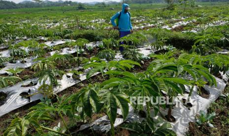 Petani merawat tanaman porang (Amorphophallus muelleri) di Desa Ngadimulyo, Kedu, Temanggung, Jawa Tengah, Selasa (23/2/2021). Sejumlah petani padi dan palawija di kawasan tersebut beralih menanam porang karena mempunyai nilai ekonomi tinggi yaitu dalam satu hektare lahan bisa menghasilkan 80 ton porang dengan harga jual Rp10 ribu - Rp13 ribu per kilogram. 