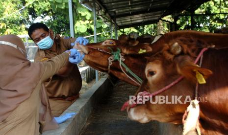 Petugas memeriksa gigi sapi saat pemeriksaan kesehatan hewan kurban di Desa Kemanggungan, Kabupaten Tegal, Jawa Tengah, Selasa (27/6/2023). Pemeriksaan hewan kurban oleh Dinas Ketahanan Pangan dan Pertanian (KP Tan) tersebut untuk memastikan hewan kurban yang dijual di daerah itu layak disembelih pada Idul Adha mendatang serta mengedukasi pedagang agar tidak jual hewan kurban yang belum cukup umur dan cacat fisik.  