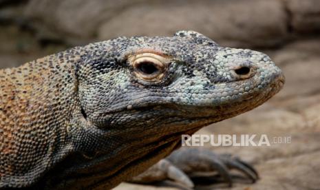  Foto tak bertanggal yang disediakan oleh peneliti Bryan Fry ini menunjukkan seekor komodo di Taman Nasional Komodo di Indonesia. Kadal predator, yang dapat mencapai panjang 10 kaki (3 meter) dan lebih dari 300 pon (135 kilogram), baru-baru ini dipindahkan dari status rentan menjadi terancam punah pada daftar spesies terancam IUCN. Organisasi tersebut mengutip dampak perubahan iklim dan kerusakan habitat komodo - termasuk perambahan manusia - sebagai alasan perubahan tersebut.