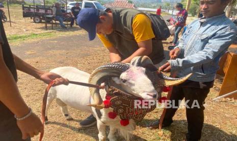 Aktivitas jual beli di Pasar Domba Unggulan, Lapangan Pamidangan Arlamba Rancabango, Kecamatan Tarogong Kaler, Kabupaten Garut, Jawa Barat, Sabtu (28/10/2023). 