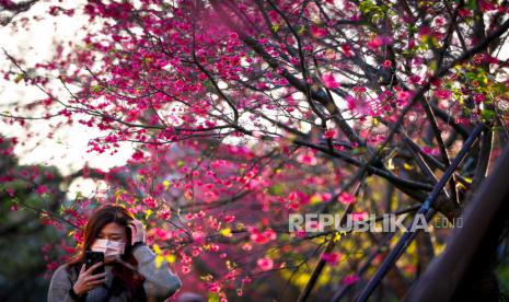  Seorang pengunjung mengambil foto di bawah bunga sakura di Taipei, Taiwan, 18 Februari 2021. Warna-warni mekar pohon sakura adalah daya tarik tahunan yang memikat penduduk dan turis ke taman kota, seperti yang terjadi tahun ini di tengah COVID-19 pandemi. 