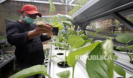 Warga merawat sayuran yang ditanam menggunakan metode Hidroponik, di Kedung Waringin, Bojong Gede, Kabupaten Bogor, Jawa Barat, Senin (28/9/2020). Bercocok tanam sayuran dengan memanfaatkan media tanam hidroponik itu menjadi salah satu langkah warga untuk menjaga ketahanan pangan di saat pandemi COVID-19. 