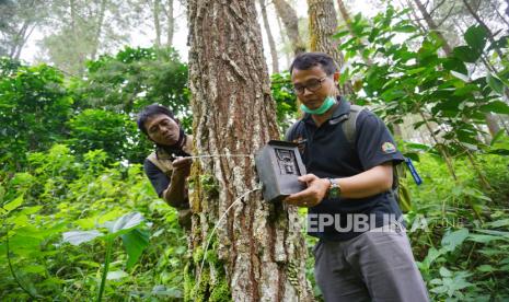 Petugas BKSDA memasang camera trap di batang pohon untuk menangkap seekor harimau sumatera. (ilustrasi)