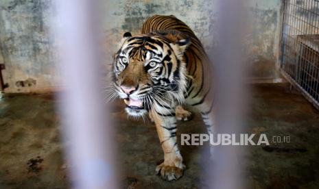 Harimau jantan, Hari di dalam kandang setelah menjalani tes swab Covid-19 di Kebun Binatang Ragunan di Jakarta, Indonesia, 02 Agustus 2021. 