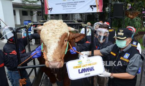 Wali Kota Bandung Oded M Danial memasang tanda layak kurban pada seekor sapi usai Apel Pelepasan Satuan Tugas Pemerikasa Hewan Kurban Tahun 2020, di Plaza Balai Kota Bandung, Rabu (15/7). Menjelang Idul Adha 1441 H, para petugas pemeriksa hewan kurban dari Dinas Pangan dan Pertanian (Dispangtan), akan disebar ke berbagai wilayah untuk memastikan kelayakan dan kesehatan hewan kurban dengan penerapan protokol kesehatan pencegahan Covid-19 secara ketat.