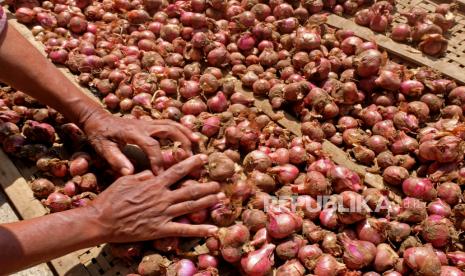 Pekerja menjemur bawang merah jenis Karet di sentra jual beli bawang Dangkel, Parakan, Temanggung, Jawa Tengah, Jumat (24/6/2022). Bawang merah jenis karet merupakan hasil pertanian lokal Temanggung yang dijual ke berbagai wilayah di Indonesia, saat ini harganya Rp35 ribu per kilogram naik dari harga sebelumnya Rp25 ribu per kilogram. 