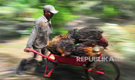 Harga referensi produk Crude Palm Oil (CPO) untuk penetapan Bea Keluar (BK) periode Januari 2021 sebesar 951,86 dolar AS per metrik ton (MT).