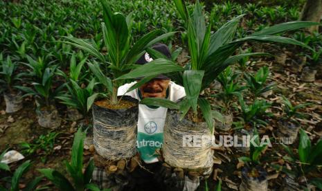 Petani merawat bibit kelapa sawit di Desa Bunde, Kecamatan Sampaga, Mamuju, Sulawesi Barat, Kamis (8/4/2021). Permintaan bibit kelapa sawit yang dijual Rp15.000 hingga Rp23.000 per pohon tersebut meningkat selama musim penghujan tahun ini. ANTARA FOTO/ Akbar Tado/yu/rwa.