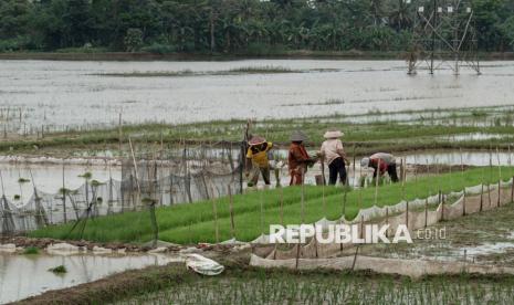 Petani memindahkan bibit padi siap tanam ke area sawah yag tidak terendam banjir di Desa Gentasari, Kroya, Cilacap, Jawa Tengah, Rabu (4/12/2024). 