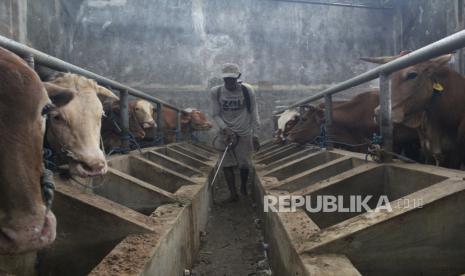 Pekerja melakukan penyemprotan disinfektan untuk mengantisipasi serangan wabah Penyakit Mulut dan Kuku (PMK) di Dusun Kandangan, Desa Kepuhkembeng, Kecamatan Peterongan, Jawa Timur, Rabu (11/5/2022). Perhimpunan Peternak Sapi dan Kerbau Indonesia (PPSKI) mengimbau para peternak untuk tidak panic selling dengan membanting harga murah sapinya di tengah munculnya wabah penyakit mulut dan kuku (PMK).