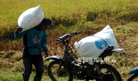 Sejumlah buruh mengangkut padi menggunakan sepeda motor di areal persawahan Desa Bulakpacing, Kabupaten Tegal, Jawa Tengah, Kamis (16/7/2020). Kementerian Pertanian menargetkan luas tanam di musim tanam kedua (MT-II) tahun ini atau pada periode April-September 2020 bisa mencapai 5,6 juta hektare dan diperkirakan produksi beras yang dihasilkan bisa mencapai 12,5 juta hingga 15 juta ton. 