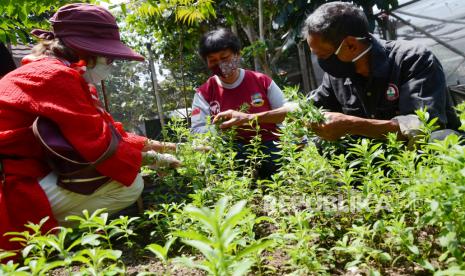 Peneliti ITB Prof Lienda Aliwarga Handojo (bertopi) bersama ketua Forum Penyelamat Lingkungan Hidup (FPLH) Thio Setiowekti (kanan) memanen tanaman Stevia di kebun Stevia, Jalan Panorama, Kecamatan Lembang, Kabupaten Bandung Barat, saat uji coba lemari pengering bantuan Program Penelitian Pengabdian Masyarakat dan Inovasi (PPMI) ITB, Selasa (17/8). Daun stevia mempunyai rasa manis dengan kandungan nol kalori dan biasa digunakan sebagai pengganti gula. Dengan adanya alat pengering tersebut dharapkan dapat membantu mengatasi kendala cuaca saat proses pengeringan sehingga kualitas tetap terjaga.