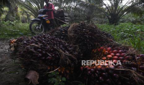 Petani memanen buah sawit di kebunnya di Desa Tibo, Kabupaten Donggala, Sulawesi Tengah, Ahad (10/9/2023). Menurut petani harga buah sawit di daerah tersebut naik dari Rp1000 per kilogram menjadi Rp1200 per kilogram.  