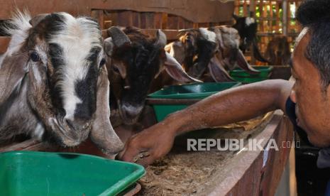 Pekerja memberi pakan pada kambing di tempat penjualan hewan untuk keperluan kurban di Desa Sawojajar, Takeran, Kabupaten Magetan, Jawa Timur, Ahad (11/7/2021). Tempat penjualan hewan kurban tersebut menawarkan kambing dan domba dengan harga antara Rp2,5 juta hingga Rp3,5 juta per ekor tergantung ukuran dan kondisi fisik hewan. 