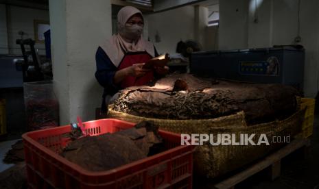 Pekerja memilah daun tembakau untuk cerutu di Tarumartani, Yogyakarta. Pasal zat adiktif yang menyejajarkan tembakau dengan narkotika dan psikotropika dalam Rancangan Undang-Undang (RUU) Kesehatan kembali mendapatkan penolakan. Selain dinilai berlebihan, pasal tersebut juga dianggap tidak berdasar karena produk tembakau merupakan barang legal.