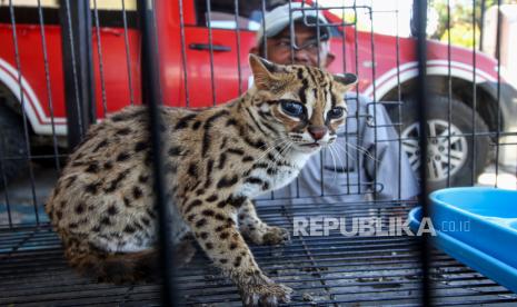 Salah satu kucing Kuwuk atau kucing hutan emas (prionailurus bengalensis) - ilustrasi