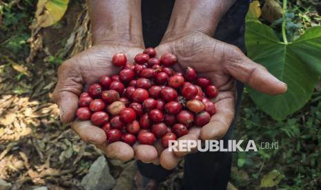 PPI Tembus Pasar Mesir, Ekspor Puluhan Ton Kopi Robusta Lampung