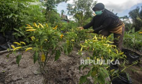 Anggota Kelompok Wanita Tani (KWT) Cinta Permai merawat tanaman cabai yang ditanam di lahan pekarangan kampungnya, di Palangkaraya, Kalimantan Tengah, beberapa waktu lalu.