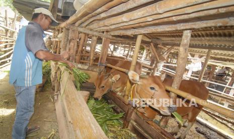 Pemkot Cirebon Terima Bantuan 40 Ekor Sapi dari Kementan (ilustrasi).