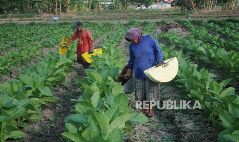 Petani menyiram tanaman tembakau di Desa Dasok, Pamekasan, Jawa Timur, (ilustrasi).