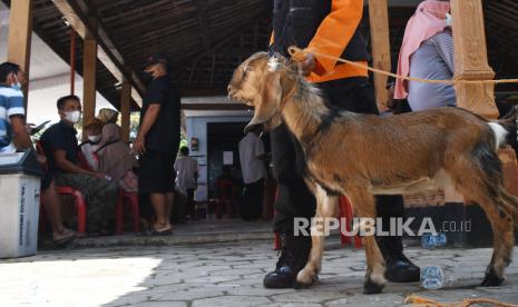 Seorang petugas memperlihatkan seekor kambing yang akan diberikan sebagai hadiah bagi warga peserta vaksinasi COVID-19 yang beruntung saat vaksinasi massal berhadiah di Desa Segulung, Dagangan, Kabupaten Madiun, Jawa Timur, Rabu (29/9/2021). Pemerintah desa setempat menyediakan hadiah seekor kambing, sejumlah bibit pohon dan hadiah lain degan cara diundi guna menarik minat warga untuk mengikuti vaksinasi COVID-19, karena hingga saat ini dari target capaian 60 persen, baru tercapai sekitar 43 persen dari sasaran 4.600 warga. 