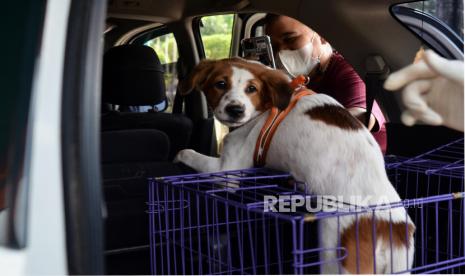 Pemilik mengabadikan anjing peliharaannya saat akan divaksinasi rabies drive thru gratis di halaman Kantor Wali Kota Jakarta Timur, Selasa (28/9/2021). Kegiatan yang diselenggarakan Sudin Ketahanan Pangan, Kelautan, dan Pertanian (KPKP) Jakarta Timur  dalam rangka Hari Rabies Sedunia dalam upaya memberikan pelayanan kepada masyarakat yang memiliki hewan peliharaan agar terjamin kesehatannya bebas dari penyakit rabies dengan target  200 hewan selama dua hari pelaksanaan sejak 27-28 September 2021. 