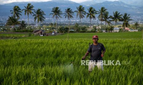 Klaten Surplus Beras Sekitar 146 Ton (ilustrasi).