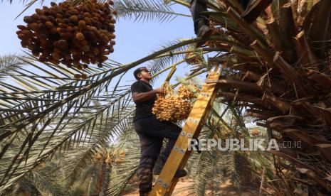 Seorang petani Palestina memanen kurma di ladang kurma di Kota Jericho, Tepi Barat, 01 September 2020. Kurma telah menjadi makanan yang stabil di Timur Tengah selama ribuan tahun. Para petani sekarang mulai menanam lebih banyak pohon kurma di Yerikho untuk meningkatkan produksi mereka lagi menyusul penurunan di tahun-tahun sebelumnya. Kurma Si Raja Oasis, Salah Satu Tanaman yang Disebut dalam Alquran