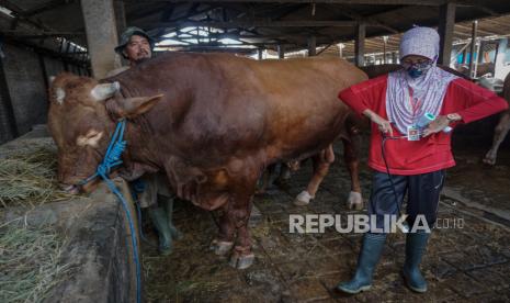 Petugas Dinas Pertanian dan Perikanan memeriksa sapi yang dibeli Presiden Joko Widodo untuk kurban Idul Adha di Polokarto, Sukoharjo, Jawa Tengah, Jumat (24/7/2020). Presiden Joko Widodo membeli sapi jenis limusin dengan berat 1,030 kilogram tersebut untuk disembelih pada Hari Raya Idul Adha 144! Hijriah di Masjid Agung Solo. 