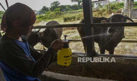 Peternak menyemprotkan cairan disinfektan di kandang sapi untuk cegah PMK, ilustrasi