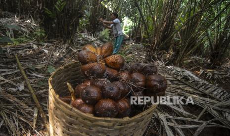 Salak asal Indonesia menjadi primadona di negeri Kamboja. 