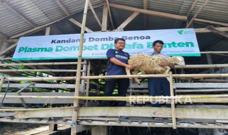 Seorang Peternak Plasma Dompet Dhuafa Hardi menggendong domba milik pekurban yang telah lolos quality control yang daging kurbannya akan disalurkan lewat program Tebar Hewan Kurban (THK) Dompet Dhuafa di Kampung Benoa Lor, Desa Sindang Heula, Kecamatan Pabuaran, Kabupaten Serang, Banten, Rabu (5/6/2024). 