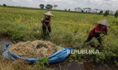 Petani menarik padi hasil panennya melalui saluran irigasi di Desa Talio Hulu, Kabupaten Pulang Pisau, Kalimantan Tengah, Ahad (19/9/2021). Kementerian Pertanian (Kementan) menyampaikan, musim penghujan pada akhir tahun ini diperkirakan tiba lebih cepat berdasarkan laporan BMKG.