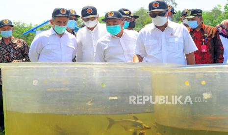 Menteri Kelautan dan Perikanan (MKP) Sakti Wahyu Trenggono (kanan) didampingi Dirjen Perikanan Budidaya Slamet Soebjakto (kedua kanan) dan Direktur Pemantauan dan Operasi Armada PSDKP Pung Nugroho (kiri) melihat ikan patin yang dibudi dayakan di Balai Perikanan Budidaya Air Tawar (BPBAT) Sungai Gelam, Muarojambi, Jambi, Jumat (23/4/2021). Menteri Sakti Wahyu Trenggono mendorong BPBAT Sungai Gelam yang merupakan Koordinator Pusat Pengembangan Ikan Patin Nasional (PUSTINA) untuk mengembangkan kampung-kampung perikanan budi daya baru di daerah itu. 