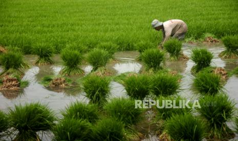 Buruh tani mencabut bibit padi untuk dipindahkan ke lahan sawah di Desa Pesarean, Tegal, Jawa Tengah. 