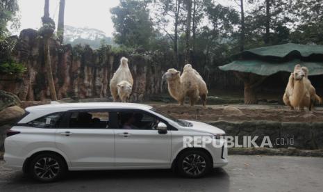 Pengunjung melihat Unta dari dalam mobil saat berwisata di Taman Safari Indonesia, (ilustrasi). Taman Safari memiliki rumah sakit hewan terbesar dan terlengkap se-Asia Tenggara.